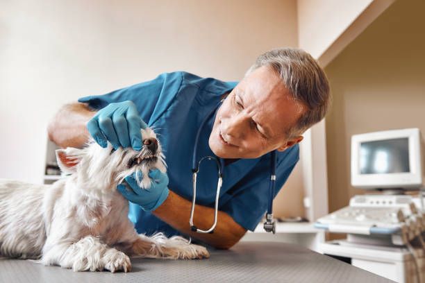 Best Emergency Dental Care for Broken or Chipped Teeth in Belfair, WA